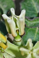 Asclepias prostrata