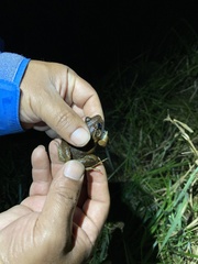 Leptodactylus wagneri