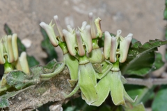 Asclepias prostrata