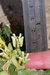 Asclepias prostrata