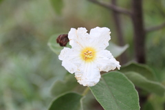 Cordia boissieri