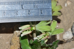 Asclepias prostrata