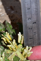 Asclepias prostrata