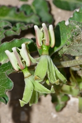 Asclepias prostrata