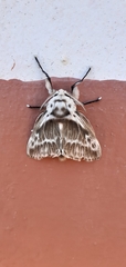 Megalopygidae