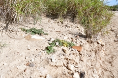 Asclepias prostrata