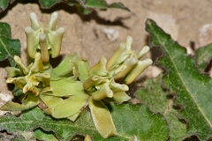 Asclepias prostrata