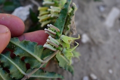 Asclepias prostrata