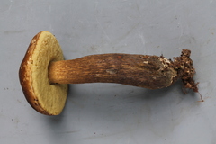 Tylopilus orsonianus