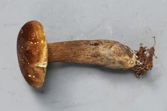 Tylopilus orsonianus