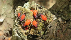 Pentatomomorpha