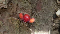 Pentatomomorpha