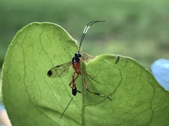 Leptobatopsis mesominiata