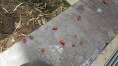 Pentatomomorpha