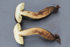 Tylopilus orsonianus