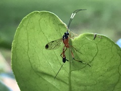 Leptobatopsis mesominiata