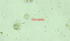 Ebria tripartita