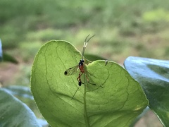 Leptobatopsis mesominiata