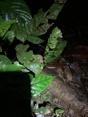 Pristimantis rubicundus