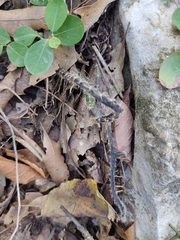 Selenicereus spinulosus