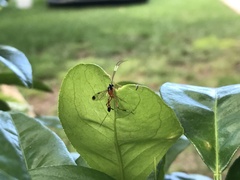 Leptobatopsis mesominiata