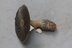 Amanita cyanopus