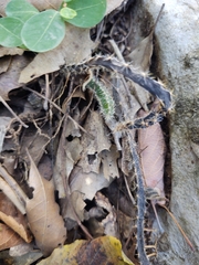 Selenicereus spinulosus