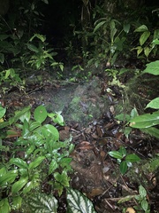 Pristimantis rubicundus