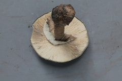 Amanita cyanopus
