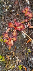 Drosera uniflora