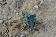Asclepias prostrata