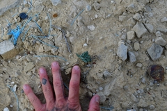Asclepias prostrata