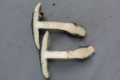 Amanita cyanopus