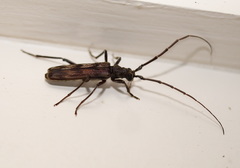Diotimana undulata