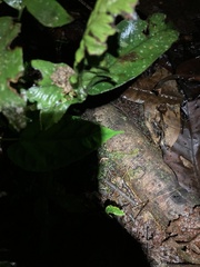 Pristimantis rubicundus