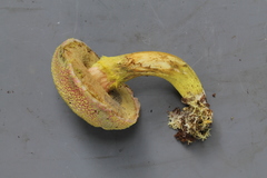 Pulveroboletus