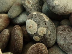 Placopsis perrugosa