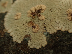 Placopsis perrugosa