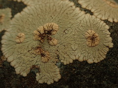 Placopsis perrugosa