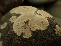 Placopsis perrugosa