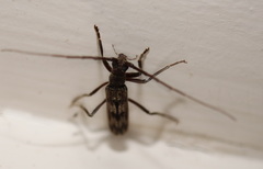 Diotimana undulata