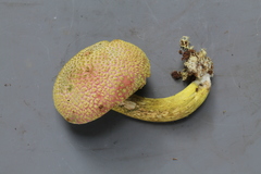 Pulveroboletus