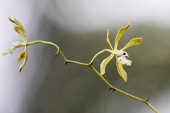 Encyclia belizensis