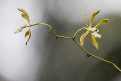 Encyclia belizensis