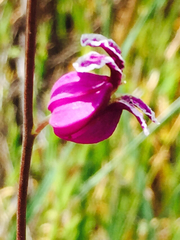 Streptanthus glandulosus glandulosus