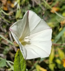 Calystegia purpurata