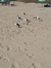 Larus occidentalis