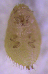 Eriococcus pohutukawa