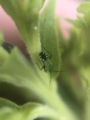 Macrotylus amoenus