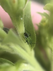 Macrotylus amoenus